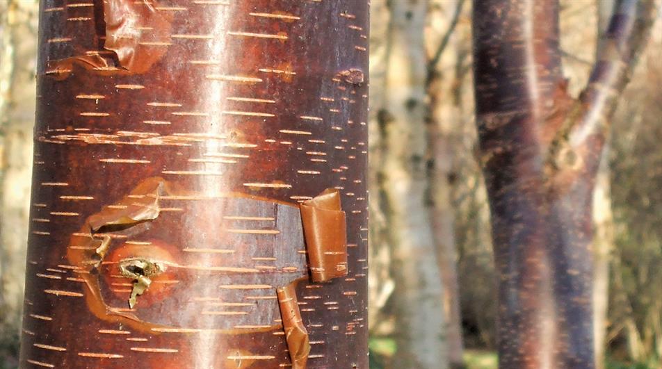 Betula utilis subsp. utilis ‘Mount Luoji’ has coppery peeling scrolls of bark - credit: Stone Lane Gardens